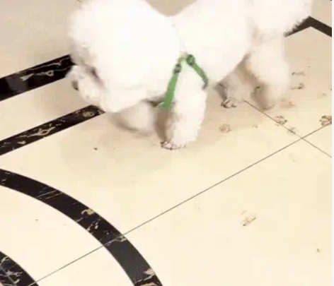 Must Have for Pet Owners